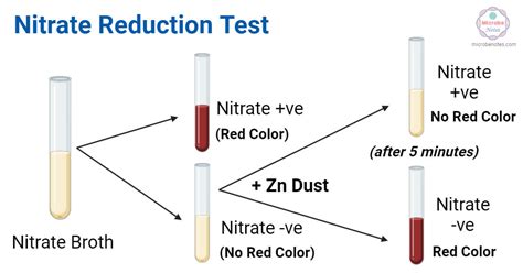 nitrate reduction test positive|NITRATE REDUCTION TEST .